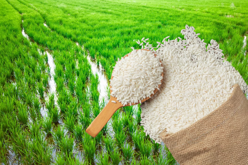 В Астраханской области появится комплекс по выращиванию риса