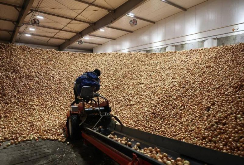 Астраханская область поставила несколько рекордов в сельском хозяйстве