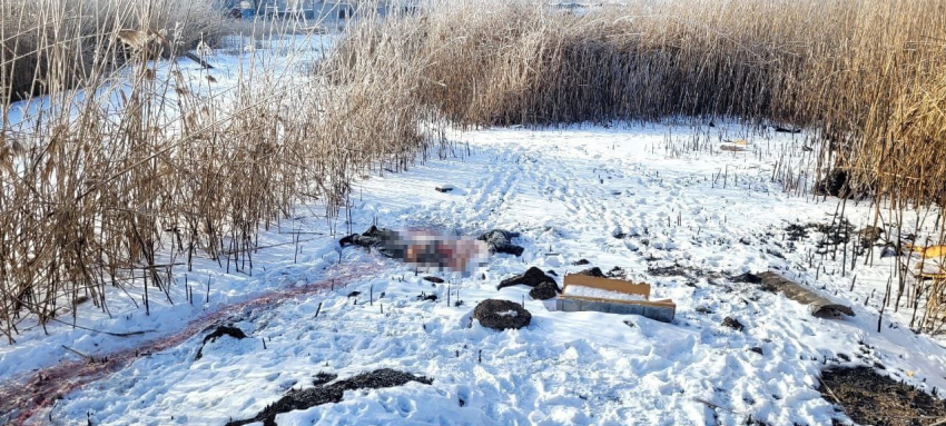 В Астрахани на улице Зеленой нашли растерзанный собаками труп мужчины