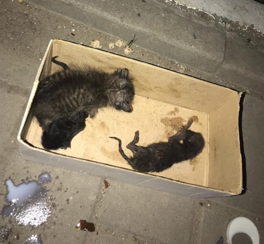 В Астрахани новорожденных котят заживо похоронили в мусорнике