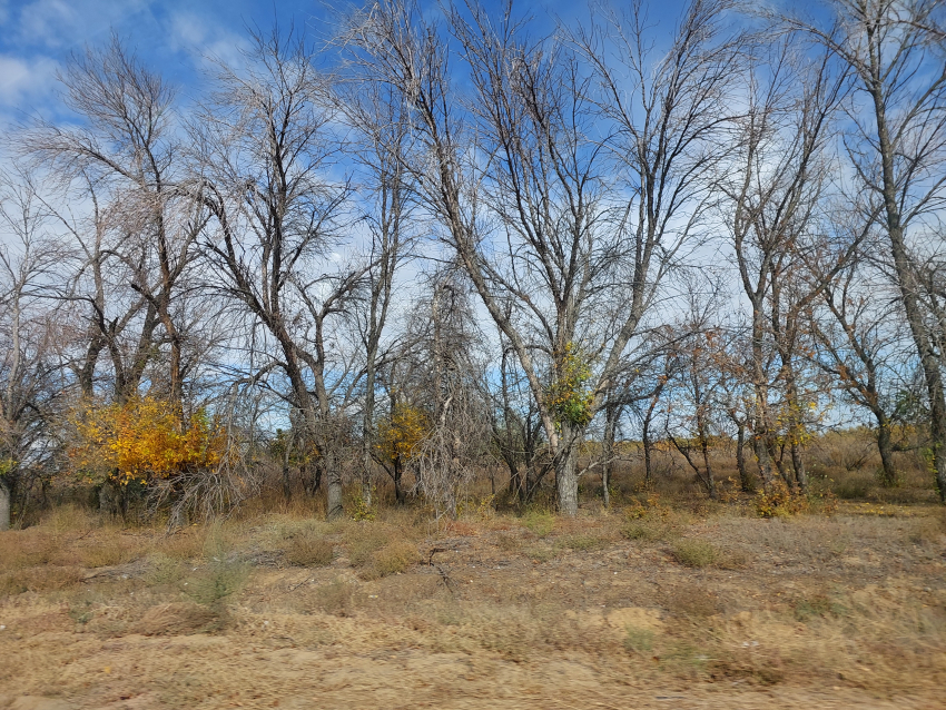 В Астраханской области нашли птицу, которая своими усами любому утрет нос