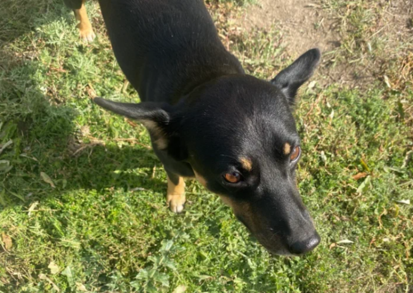 В Астраханской области девочке, укушенной собакой, возместят моральный вред