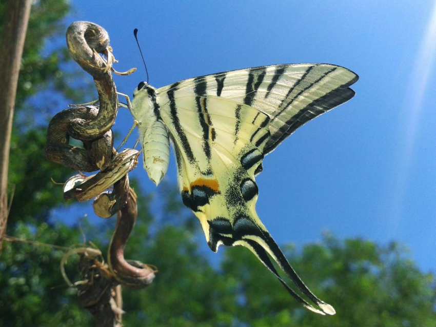 Какие бабочки Астраханского заповедника названы в честь героев мифов?