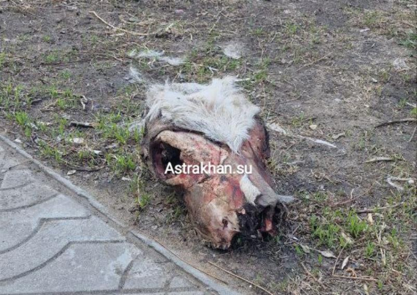 На улице Кирова в Астрахани нашли обглоданный череп коровы 