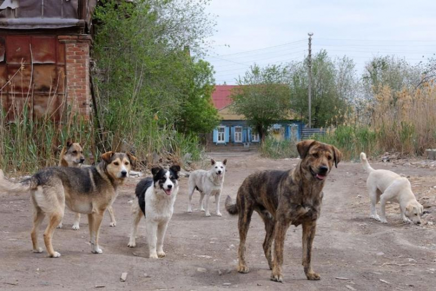 Бездомные собаки начинают захватывать жилища астраханцев 