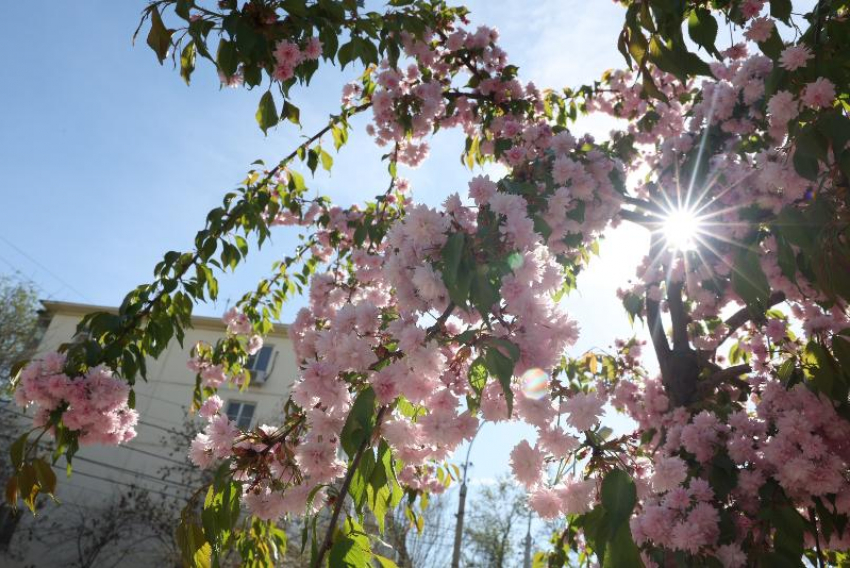 Астраханское тепло заставило зацвести японскую вишню