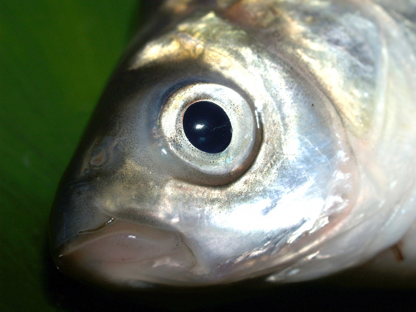 Астраханцам могут разрешить лов рыбы на реке и море в одинаковых объёмах