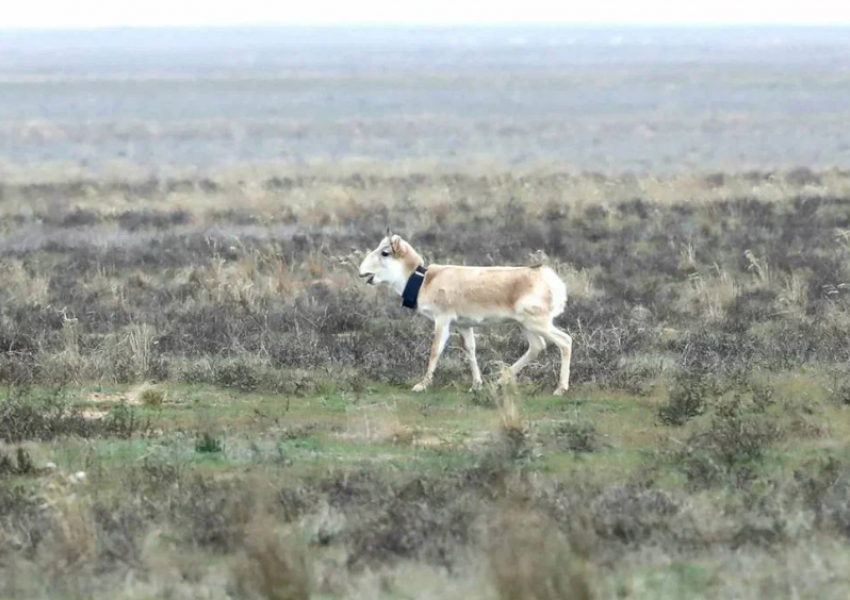 В Астраханской области растет численность сайгака и животных в охотничьих угодьях