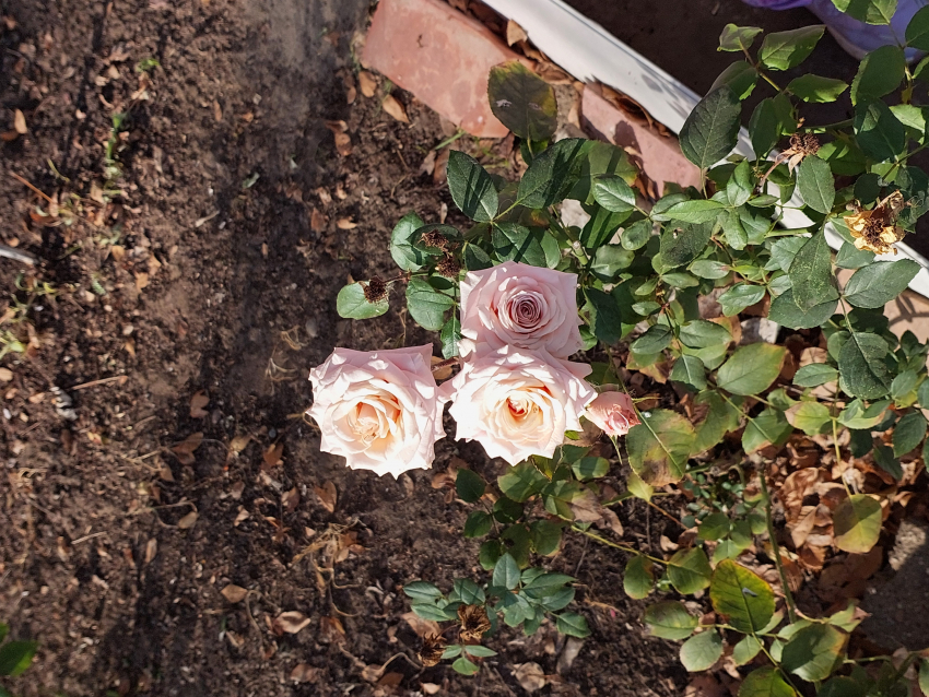 В Астраханской области зимой цветут розы, а ягоды только собрали