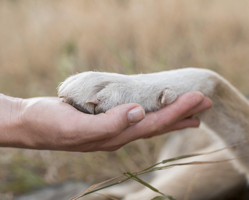 Стало известно, сколько бездомных собак поймают в Астраханской области в 2023 году