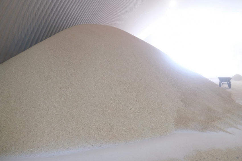 Под Астраханью вдвое увеличат площадь посева риса