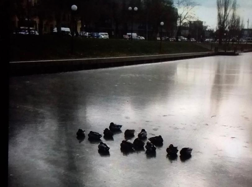 Астраханцы в социальных сетях призывают спасти уток на замерзшем Лебедином озере