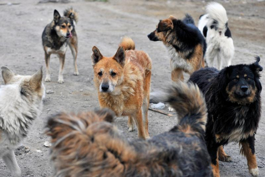 В Астрахани стая бездомных собак поселилась на территории школы