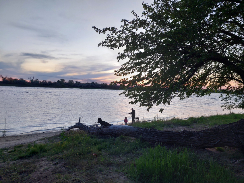 С сегодняшнего дня в Астраханской области запретили ловить еще одного речного обитателя