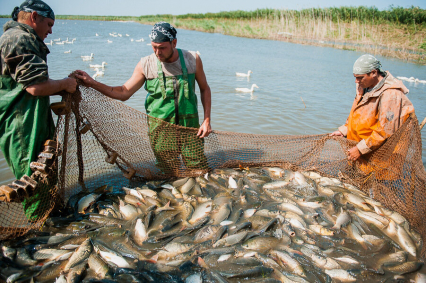 В Астраханской области паводок-2021 может оказаться губительным для рыбы