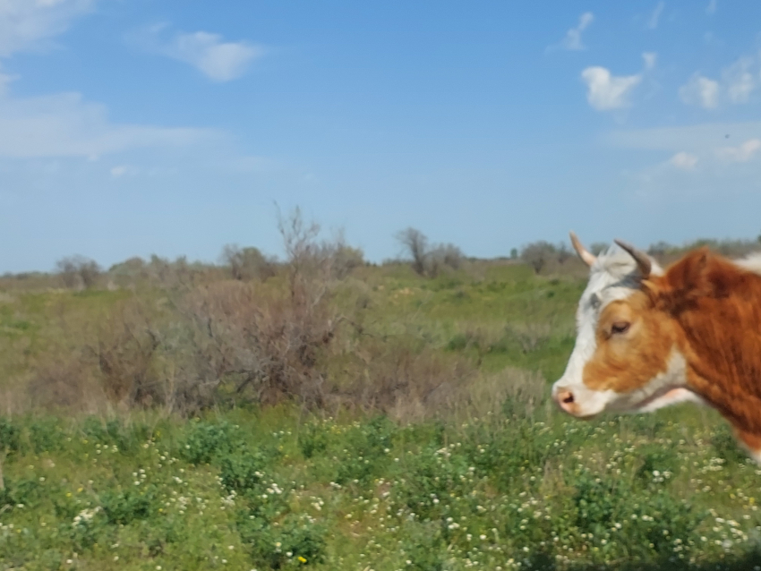 В Астраханской области огромные быки и упитанные коровы дают потомство