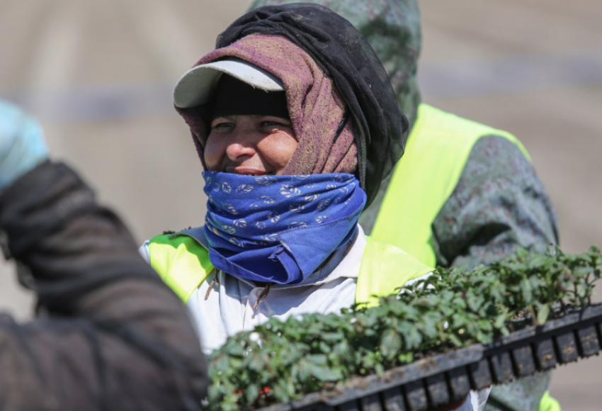 Астраханские аграрии ставят рекорды благодаря труду мигрантов