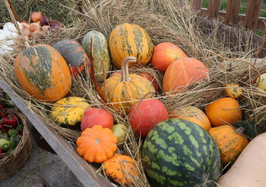 Агрофестиваль на носу: астраханцам раскрыли программу «Праздника Урожая»