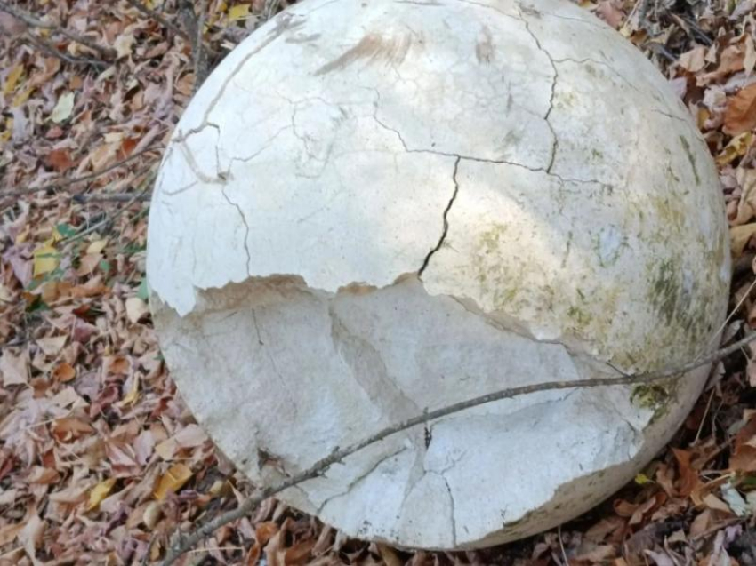 Новый памятник мошке на севере Астраханской области атаковали вандалы