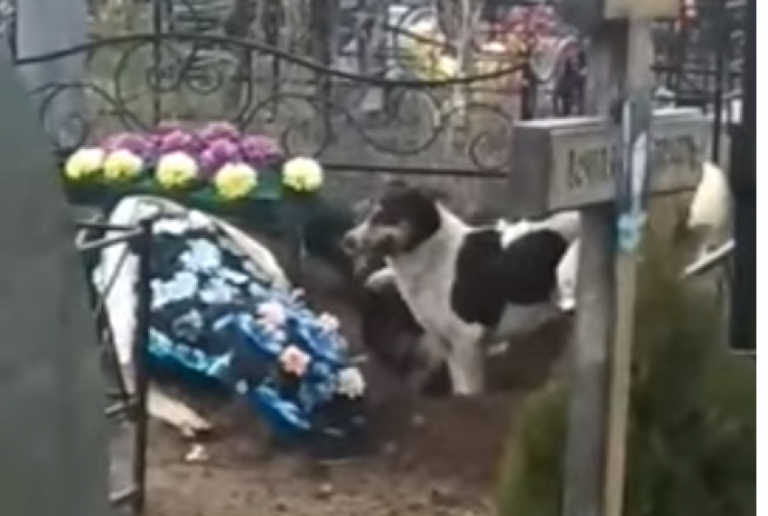 Бродячие собаки, раскапывающие могилы на кладбище, оказались саратовскими