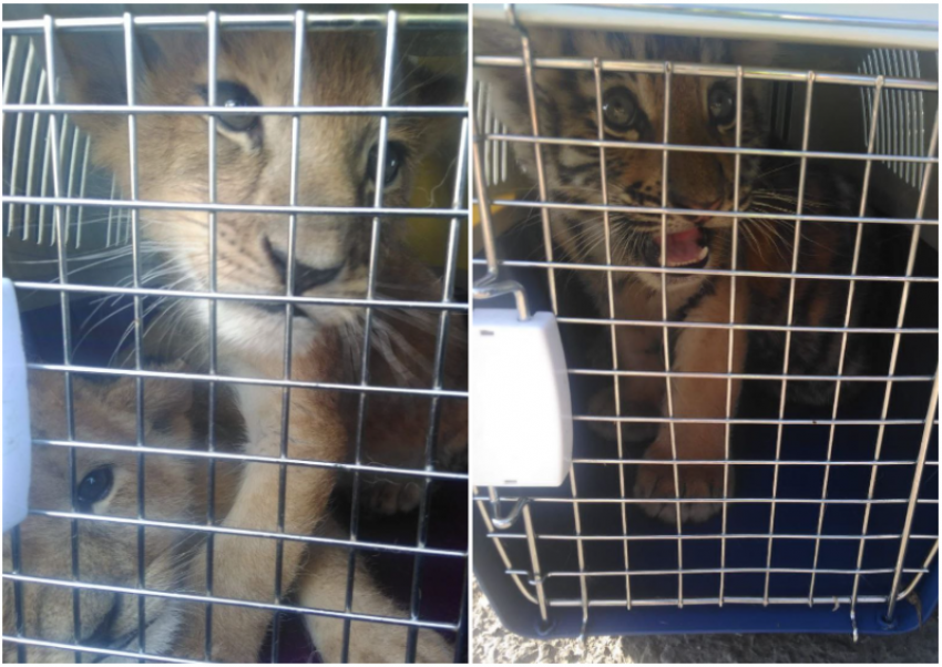 Астраханские таможенники спасли двух тигрят и львят от переезда в Казахстан