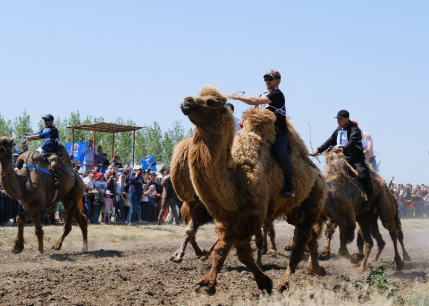 На астраханском Агрофестивале выберут лучшего пахаря и стригаля