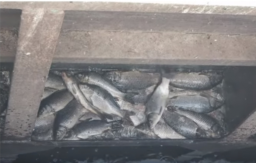 В Астраханской области дамбы превратились в кладбище для рыб