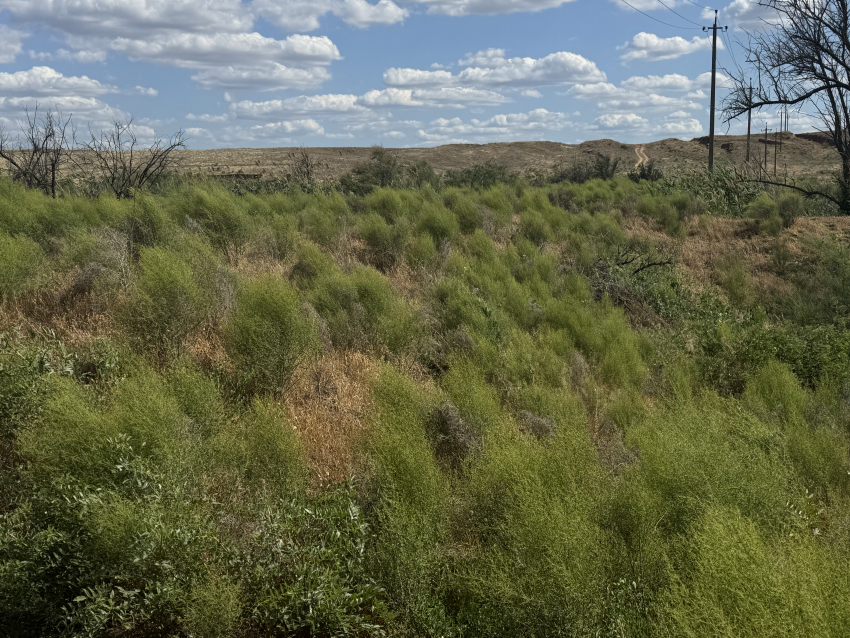 В Астраханской области зацвели огненные очень редкие цветы