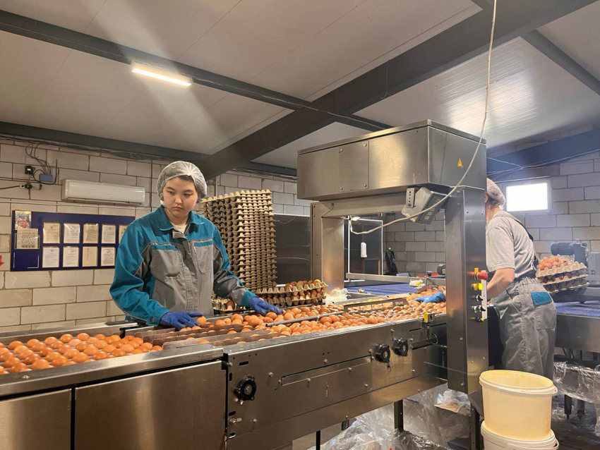 В Астраханской области будут выращивать кур, которые несут яйца с особенной скорлупой