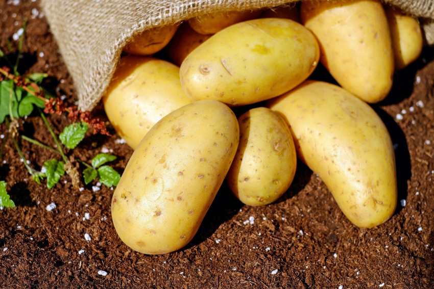 Астраханская область входит в пятёрку лидеров по урожайности картофеля
