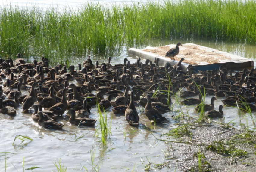 За 2022 год в Астраханской области выпустили 5 тысяч уток и 450 фазанов