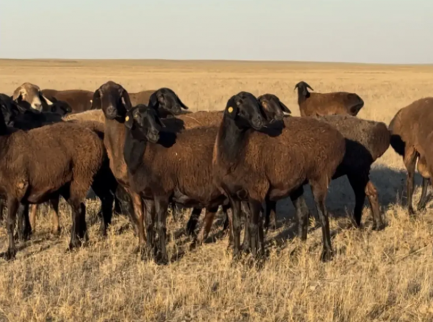Под Астраханью открылся первый в России репродуктор гиссарской породы овец