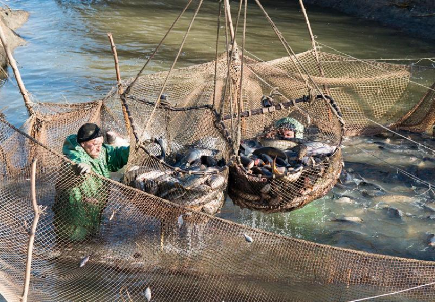 Стало известно, какую рыбу промышленники чаще всего ловили в Астрахани