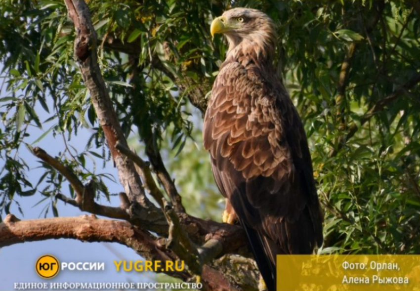 Редкие дикие животные сделали нефтепровод под Астраханью своим домом