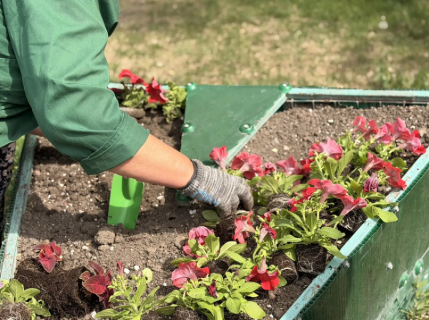 Около 60 тысяч цветов высадят в Астрахани к майским праздникам