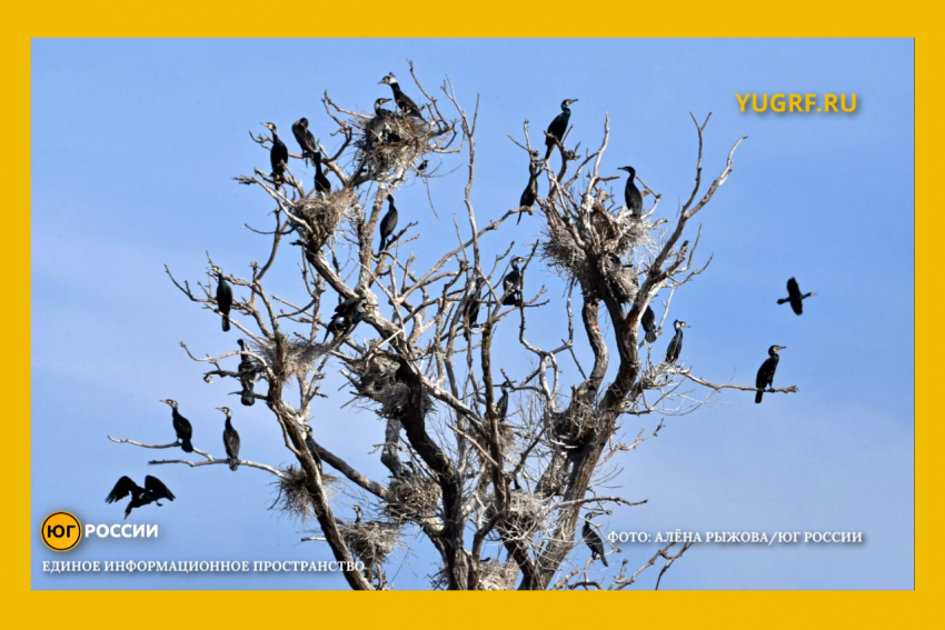 В дельте Волги нашли тайную колонию бакланов