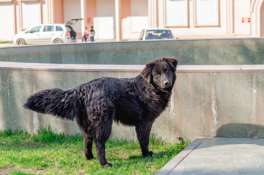 Очередное нападение собак на школьницу в Астрахани сняли очевидцы