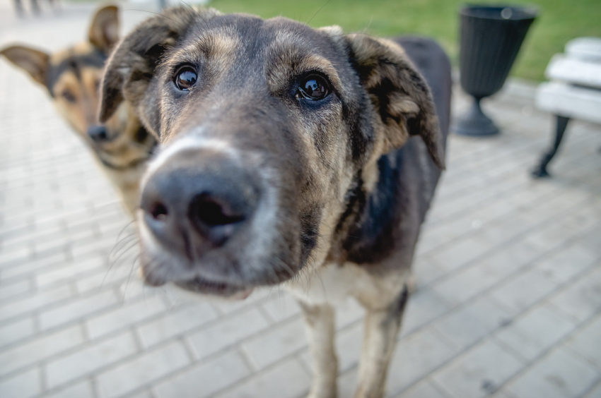 Астраханские зоозащитники раскритиковали существующий порядок отлова бродячих собак