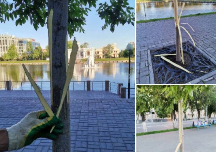 В Астрахани вандалы испортили японские деревья на Лебедином озере