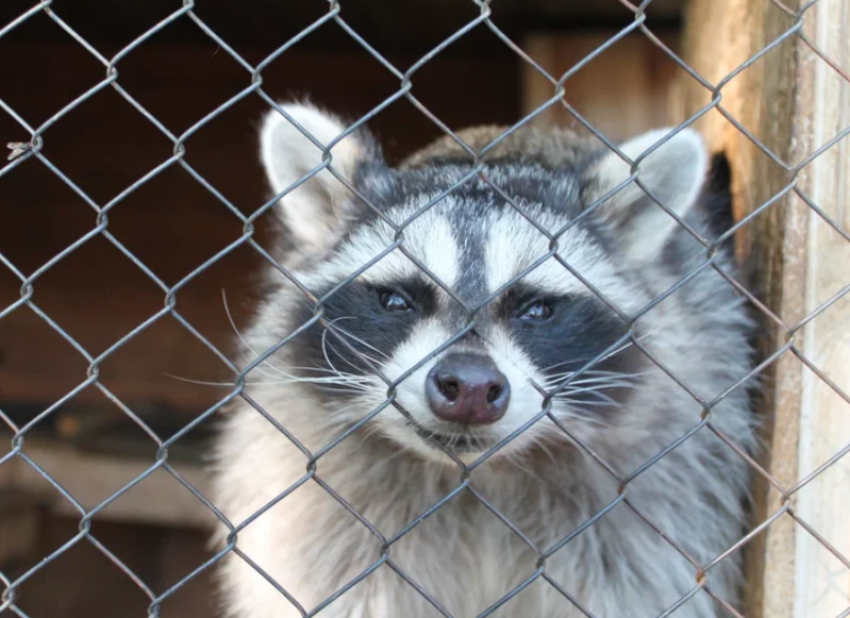 В Астрахани намерены закрыть зоопарк из-за строительства жилого дома