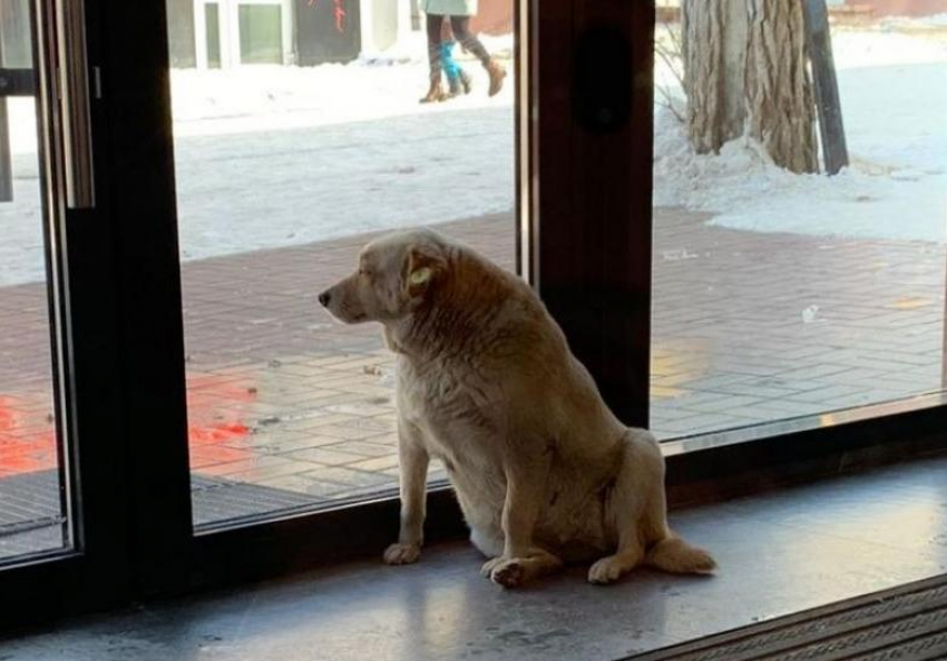 В Астрахани отравили собаку-блогера по кличке Бочка 