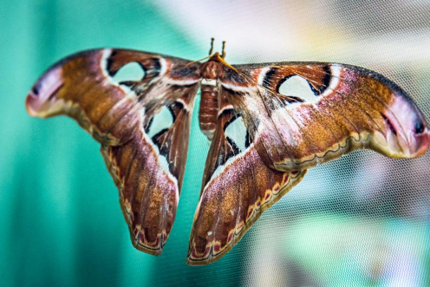 В Астрахани открылась выставка уникальных тропических бабочек 
