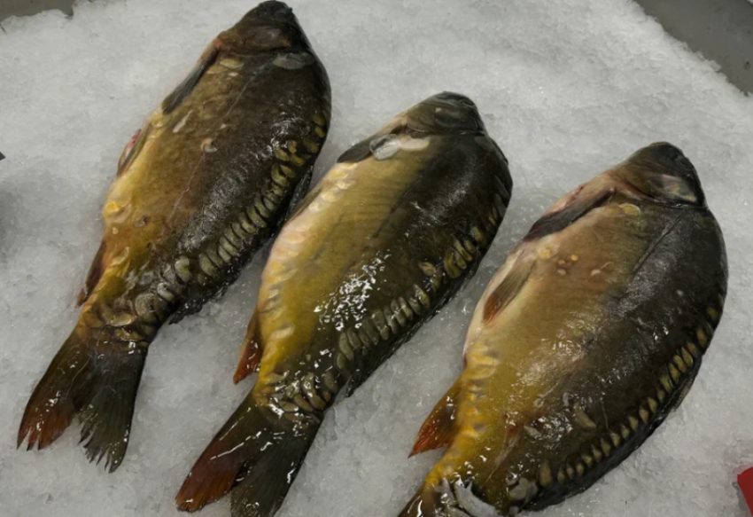 В Астраханской области из незаконного оборота изъяли больше 26 тонн рыбы