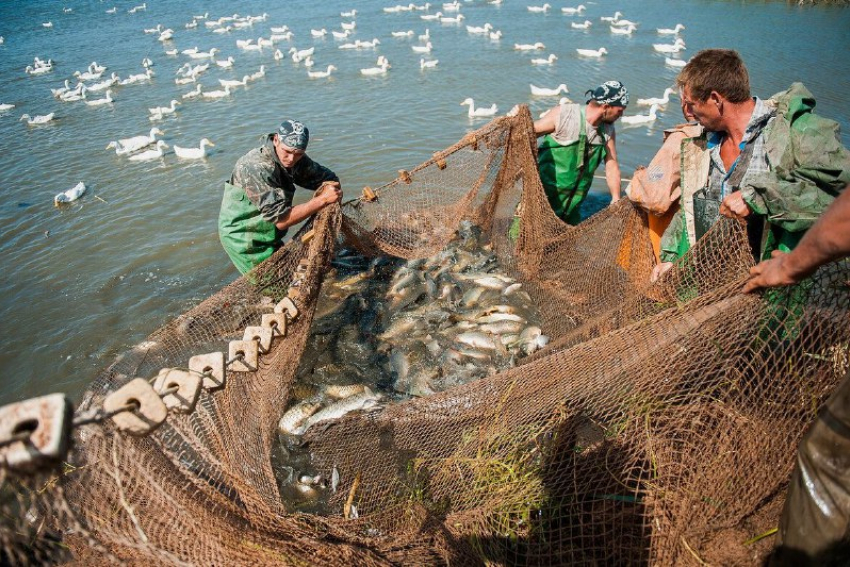 Более 1500 астраханских рыбаков могли остаться без участия в осенней путине