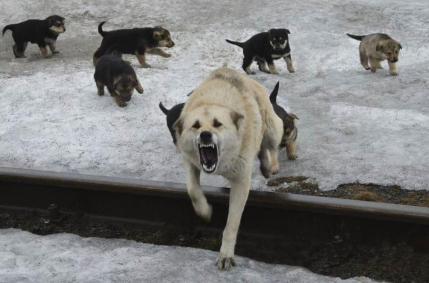 Чиновники Астраханской области отказались от помощи в решении собачьего вопроса