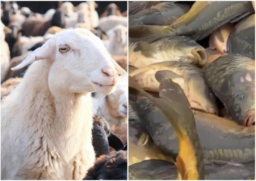 В Астраханской области развиваются животноводство и рыбохозяйственный комплекс