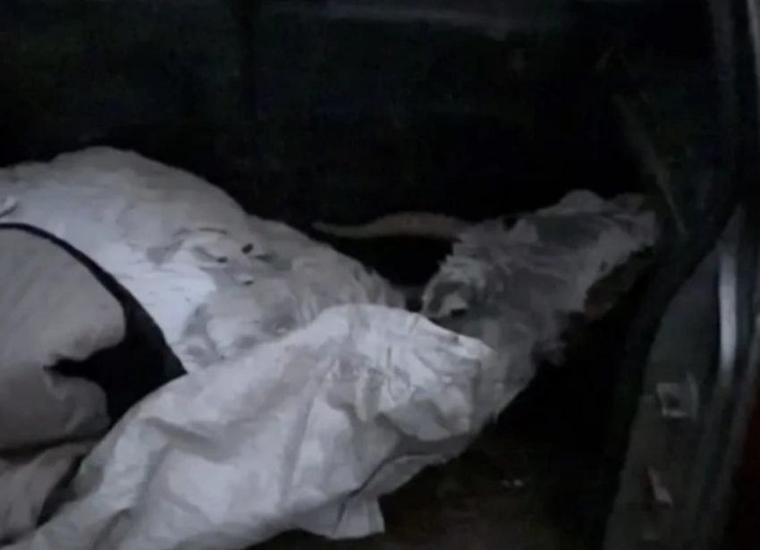 В машине астраханского пенсионера обнаружилась тушка редкого животного