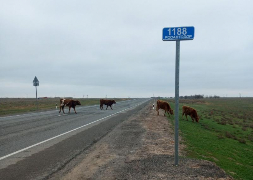 За полгода в Астраханской области на дорогах поймали сотни коров и лошадей