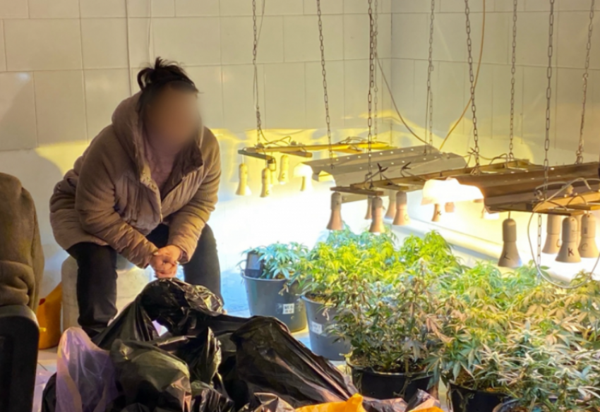 Астраханка купила семена запрещенного растения и открыла наркоферму