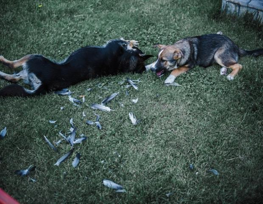 На астраханском кладбище собаки раскапывают могилы